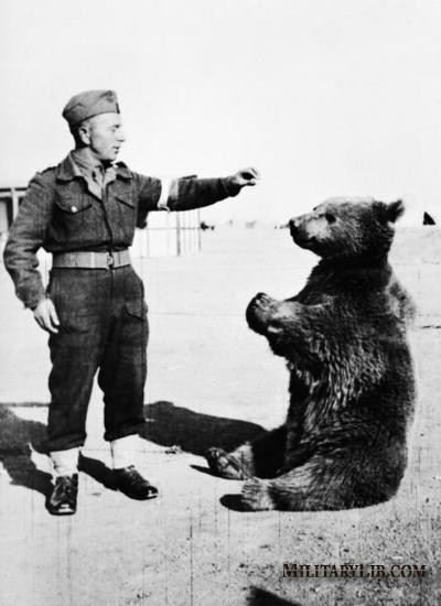Войтэк - солдат медведь